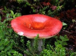 Russula emitica, edible mushroom on forest floor
