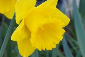 yellow spring flower