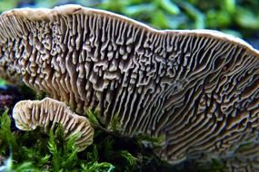 mushroom among green grass closeup