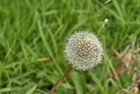 airy dandelion