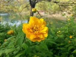 yellow flowers among the plants near the water