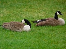 Canadian geese are lying on the green grass