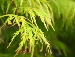 green thin leaves close up