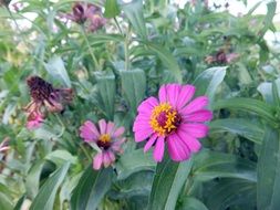 flowers in the garden close up