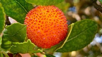 strawberry fruit tree
