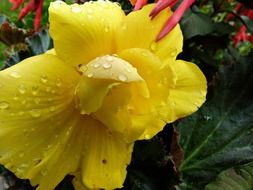 yellow flower with rain drops macro