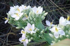 many white delicate flowers close-up