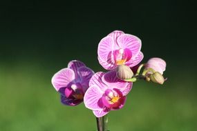 tender orchid blossom