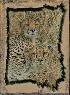 photo of two leopards in frame