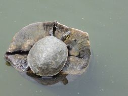 Turtle in a water
