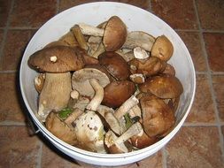 autumn mushrooms in bowl