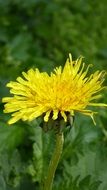 spring yellow dandelion close-up on blurred background