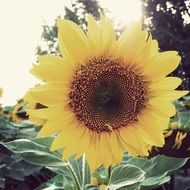 sunflower as a summer plant
