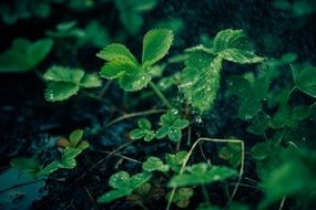 Water drops on green plants leaves