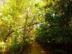 track in the green forest