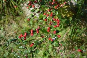 red fruit on a bush in the garden