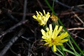 annual hawksbeard is a wild plant