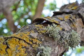 Yellow lichen and dry moss on tree bark