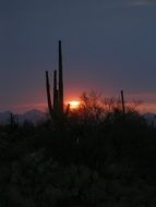 cactus in desert at sunset, usa, arizona