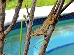 invisible lizard on the tree