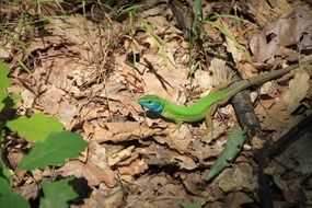Green lizard in the forest