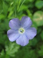 pale blue flower close up