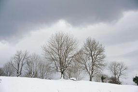 trees on a snowy hill