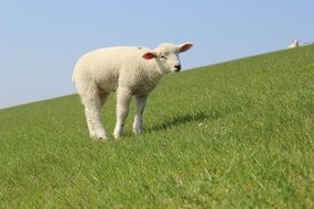 white lamb on a green meadow