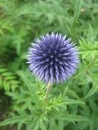 purple spiny flower in the shape of a ball close-up on blurred background