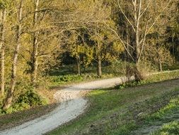 forest road in bright sunlight