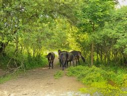 horses in a picturesque forest in germany