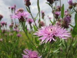 pink wild flower