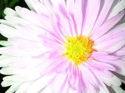 Soft purple flower