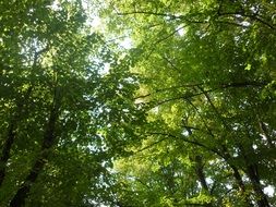 picture of the green trees on a sunny day