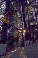 peaceful park in the evening