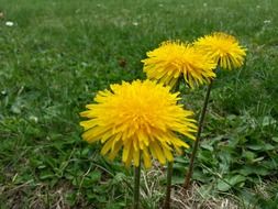 three yellow dandelions among green grass