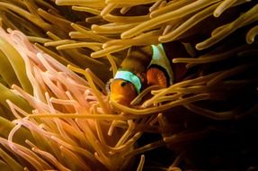 fish in the coral