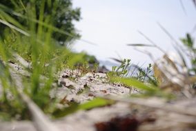 Macro photo of grass on a beach