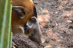 Wild pig portrait on ground