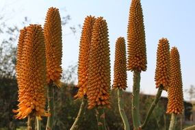 orange aloe flower against the sky