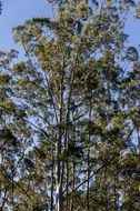 Forest of eucalyptus trees in Australia on a sunny day
