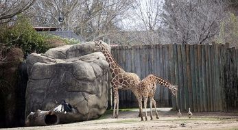 giraffes standing in the zoo