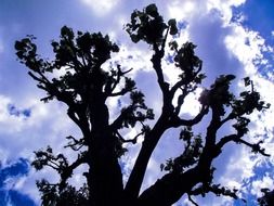 Dark tree against the cloudy sky