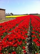 Big Red tulip field
