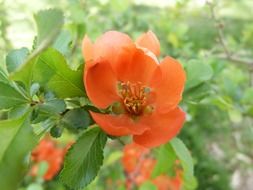 orange flower on a bush of wild pear