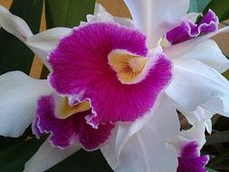 white pink orchid closeup