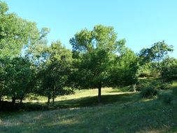 landscape of green trees on the field