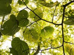 green leaves on a branch in summer