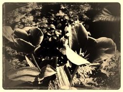 vintage black and white photo of tulips