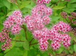 bush with lush pink inflorescences close-up